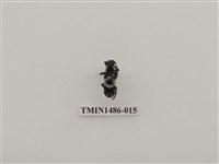 藏品(天牛科(五)泰國)的圖片